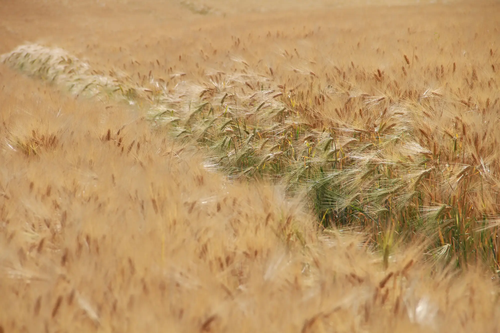 Ripe barley in a field, with a band of greener barley running across it