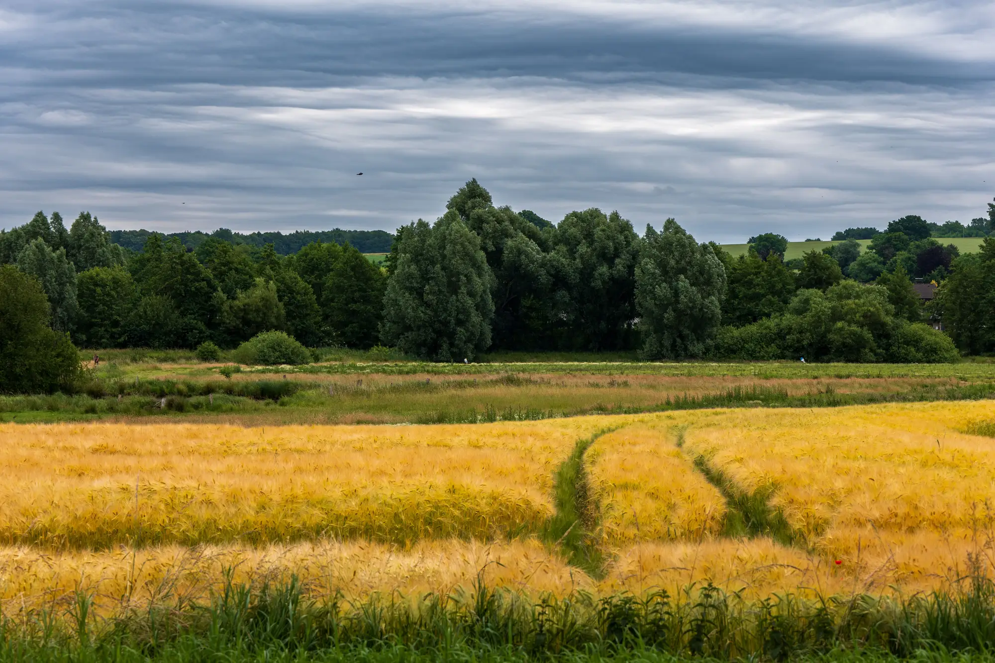 A ripening cereal field under a grey sky, with a line of trees beyond